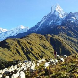 Le trek de Mardi Himal